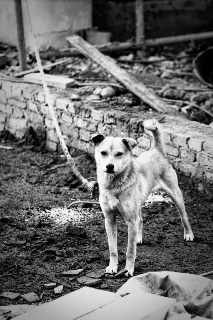 As Seen in China Street Photography by Aric Berger Photographic Panda7324_100203